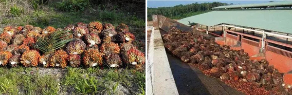 palm fruits