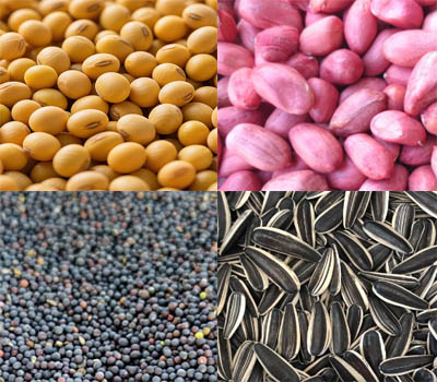oilseeds
